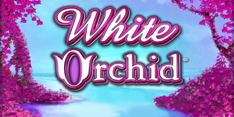 White Orchid Slot – Uncover Hidden Treasures & Big Wins!